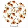 12"x12" Patterned Heat Transfer Vinyl - Chamomile 1 12"x12" Patterned Heat Transfer Vinyl - Chamomile -EXPRESSIONS VINYL Sales Chamomile Swatch 27851.1632238810